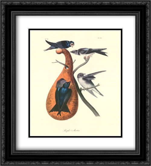 Purple Martin 17x23 Black Ornate Wood Framed Art Print Poster with Double Matting by Audubon, John James