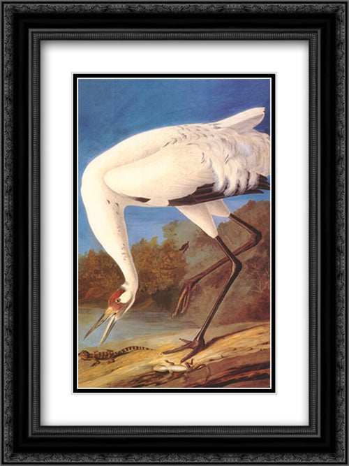 Whooping Crane 15x21 Black Ornate Wood Framed Art Print Poster with Double Matting by Audubon, John James