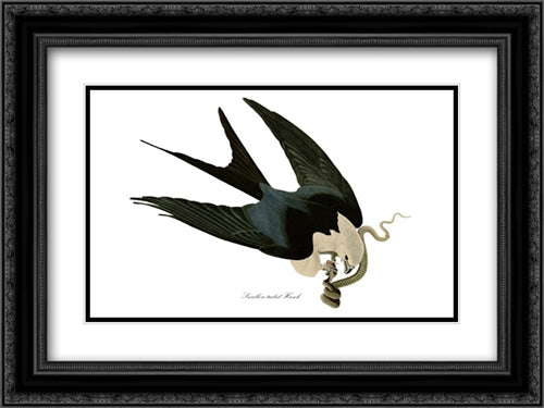 American Swallow Tailed Kite 21x15 Black Ornate Wood Framed Art Print Poster with Double Matting by Audubon, John James