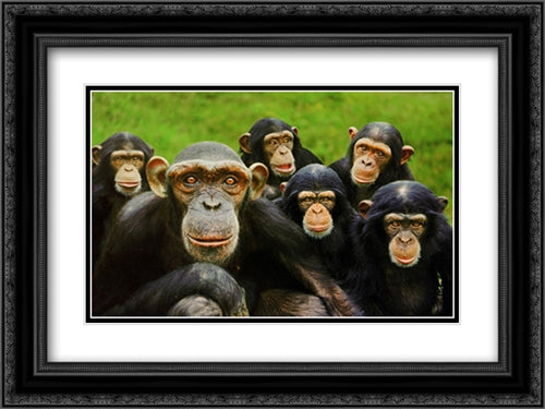 Chimpanzees 20x16 Black Ornate Wood Framed Art Print Poster with Double Matting by Bloom, Steve