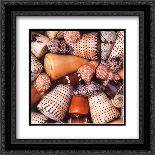 Cone Shells 2x Matted 20x24 Black Ornate Wood Framed Art Print Poster with Double Matting by Hellier, Chris