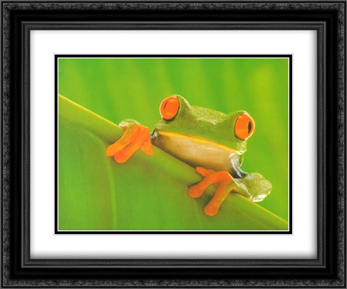 Red Eyed Frog 2x Matted 24x20 Black Ornate Wood Framed Art Print Poster with Double Matting