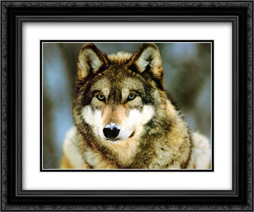 Grey Wolf 2x Matted 24x20 Black Ornate Wood Framed Art Print Poster with Double Matting