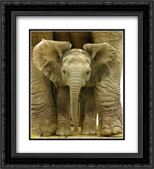 Big Ears Baby Elephant 2x Matted 20x24 Black Ornate Wood Framed Art Print Poster with Double Matting