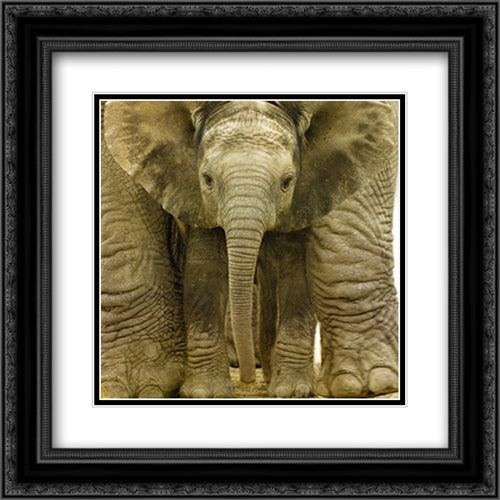 Big Ears (Baby Elephant) 2x Matted 20x20 Black Ornate Wood Framed Art Print Poster with Double Matting