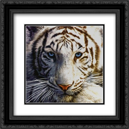 White Tiger 2x Matted 20x20 Black Ornate Wood Framed Art Print Poster with Double Matting