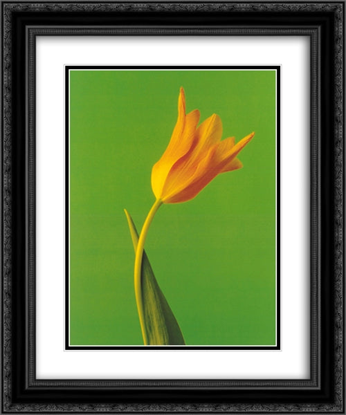Tulip, Sunburnt Yellow On Bright Green 2x Matted 20x24 Black Ornate Wood Framed Art Print Poster with Double Matting by Ota, Masao