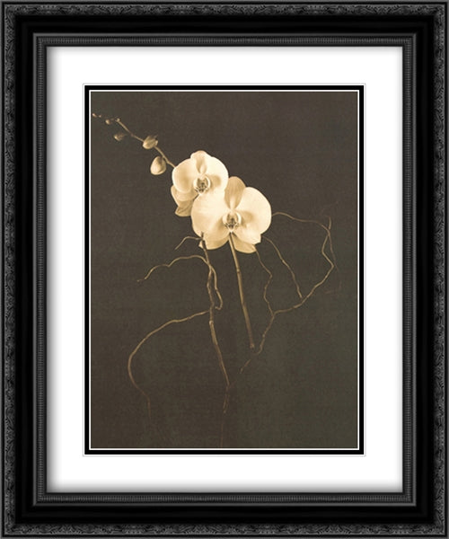 White Phalaenopsis Orchid 2x Matted 20x24 Black Ornate Wood Framed Art Print Poster with Double Matting by Majchrowicz, Alan
