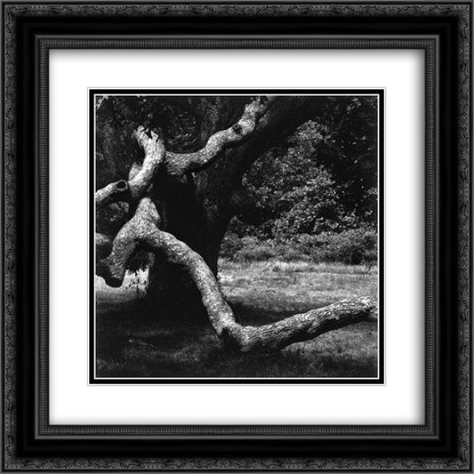 The Tree 35 20x20 Black Ornate Wood Framed Art Print Poster with Double Matting by Siskind, Aaron