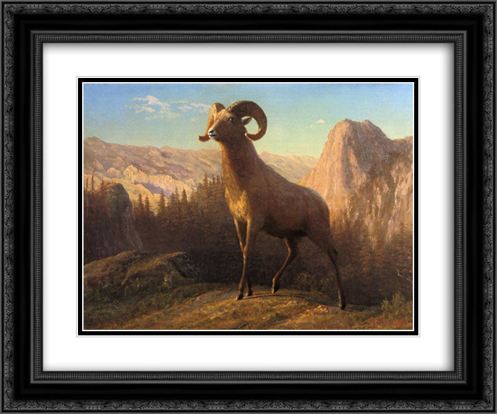 A Rocky Mountain Sheep, Ovis, Montana 24x20 Black Ornate Wood Framed Art Print Poster with Double Matting by Bierstadt, Albert