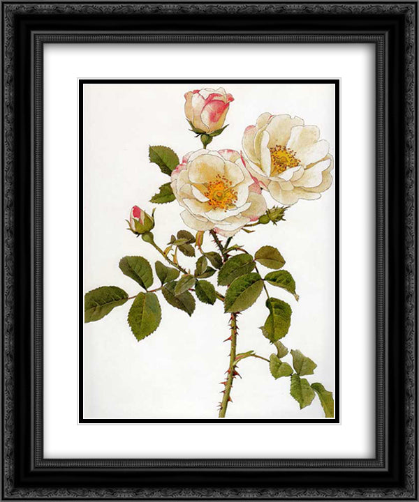Rosa damascena rubrotincta 20x24 Black Ornate Wood Framed Art Print Poster with Double Matting by Parsons, Alfred