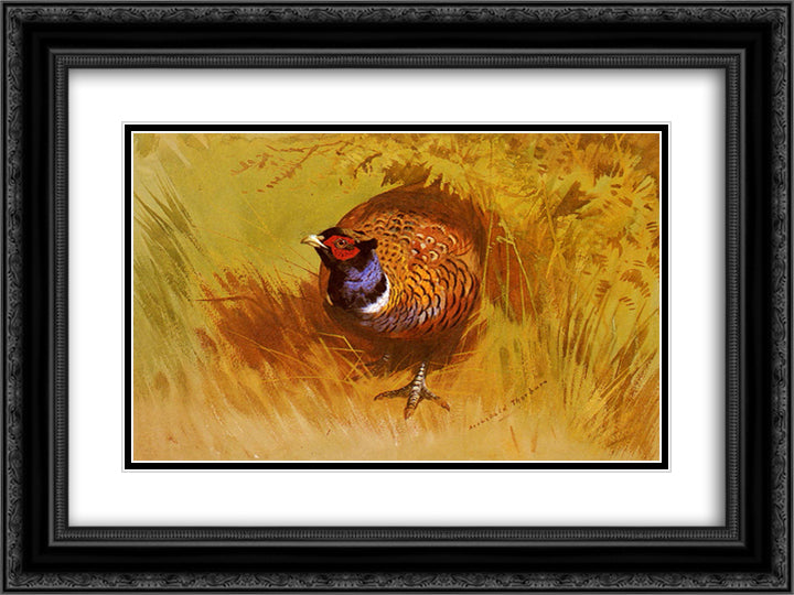 A Cock Pheasant 24x18 Black Ornate Wood Framed Art Print Poster with Double Matting by Thorburn, Archibald