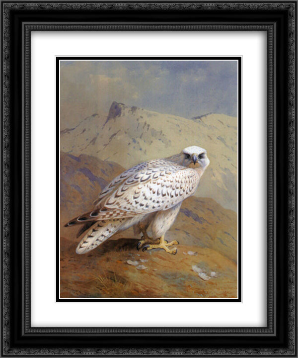 A Greenland, or Gyr Falcon 20x24 Black Ornate Wood Framed Art Print Poster with Double Matting by Thorburn, Archibald