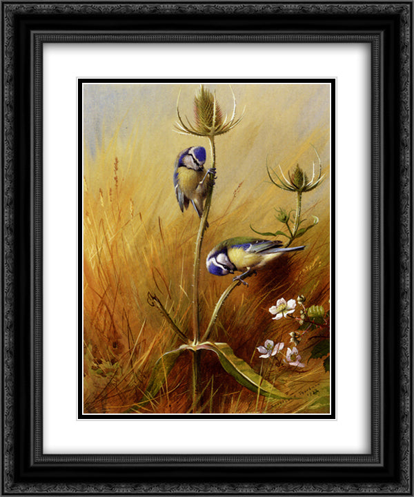 Bluetits On A Teasel 20x24 Black Ornate Wood Framed Art Print Poster with Double Matting by Thorburn, Archibald