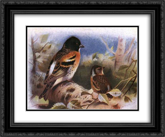 Brambling 24x20 Black Ornate Wood Framed Art Print Poster with Double Matting by Thorburn, Archibald