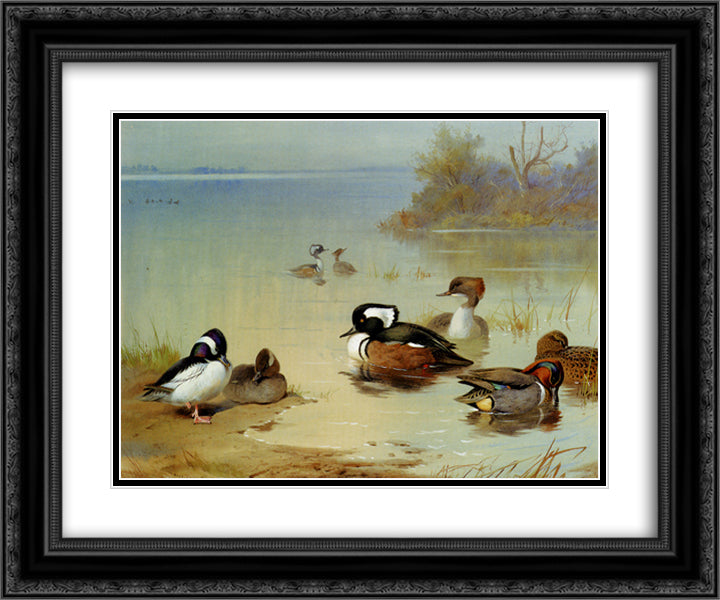 Buffel Headed Duck American Green Winged Teal And Hooded Merganser 24x20 Black Ornate Wood Framed Art Print Poster with Double Matting by Thorburn, Archibald