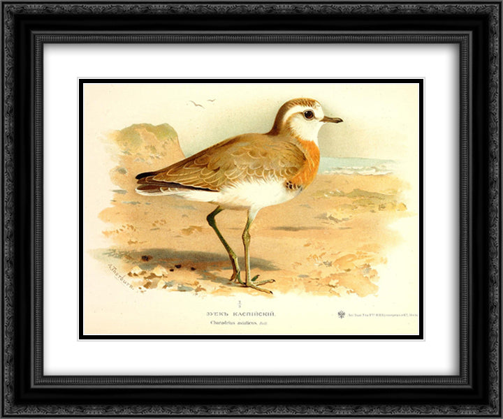 Caspian Plover 24x20 Black Ornate Wood Framed Art Print Poster with Double Matting by Thorburn, Archibald