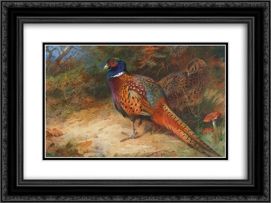 Cock and hen pheasant in the undergrowth 24x18 Black Ornate Wood Framed Art Print Poster with Double Matting by Thorburn, Archibald