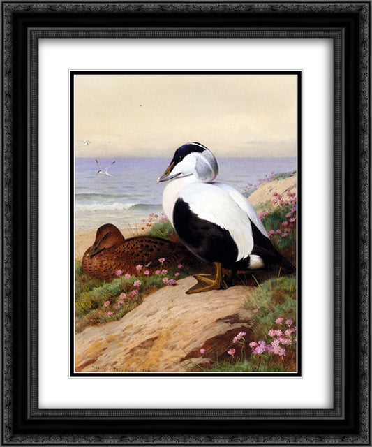 Common Eider Ducks 20x24 Black Ornate Wood Framed Art Print Poster with Double Matting by Thorburn, Archibald