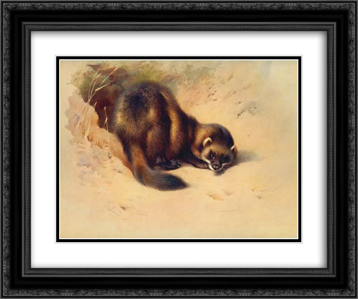 European polecat 24x20 Black Ornate Wood Framed Art Print Poster with Double Matting by Thorburn, Archibald