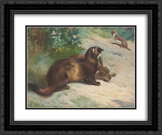 European polecat defending a rabbit carcass from a least weasel 24x20 Black Ornate Wood Framed Art Print Poster with Double Matting by Thorburn, Archibald