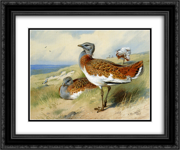 Great bustards 24x20 Black Ornate Wood Framed Art Print Poster with Double Matting by Thorburn, Archibald