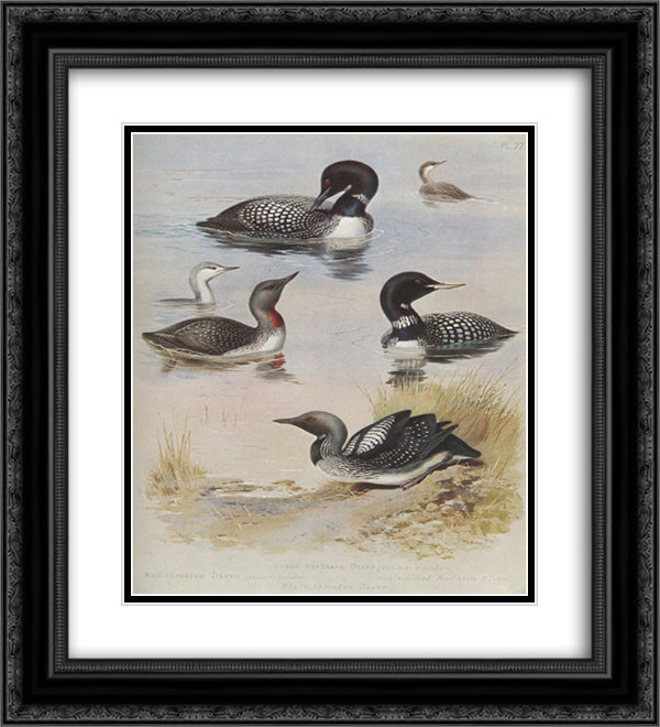 Great Northern Diver 20x22 Black Ornate Wood Framed Art Print Poster with Double Matting by Thorburn, Archibald