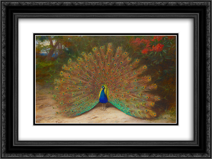 Peacock and Peacock Butterfly 24x18 Black Ornate Wood Framed Art Print Poster with Double Matting by Thorburn, Archibald