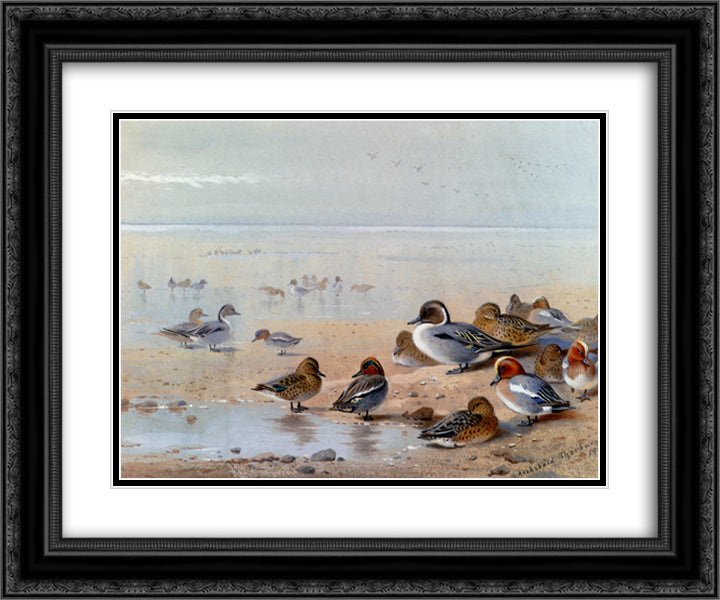 Pintail, Teal And Wigeon, On The Seashore 24x20 Black Ornate Wood Framed Art Print Poster with Double Matting by Thorburn, Archibald