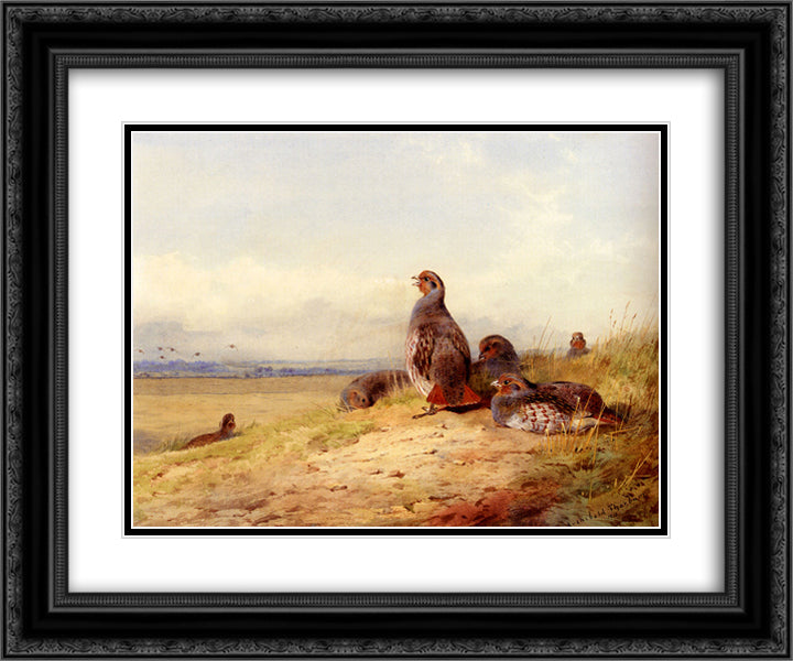 Red Partridges 24x20 Black Ornate Wood Framed Art Print Poster with Double Matting by Thorburn, Archibald