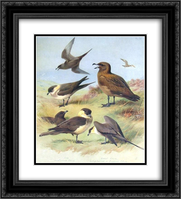 Richardson's Skua, Great Skua, Pomarine Skua 20x22 Black Ornate Wood Framed Art Print Poster with Double Matting by Thorburn, Archibald