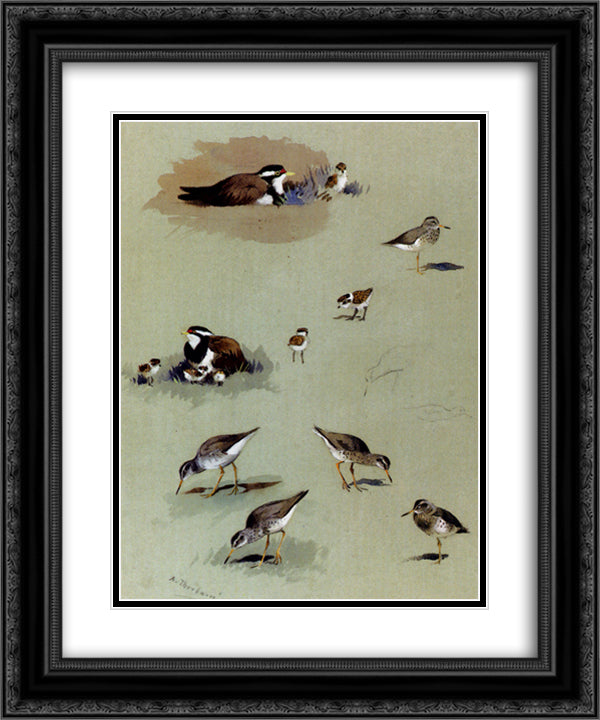 Study of sandpipers, cream coloured coursers and other birds 20x24 Black Ornate Wood Framed Art Print Poster with Double Matting by Thorburn, Archibald