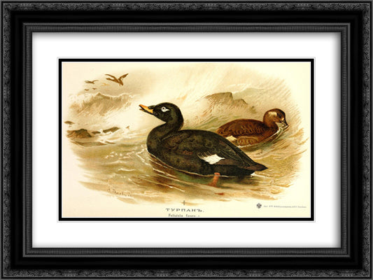 Velvet Scoter 24x18 Black Ornate Wood Framed Art Print Poster with Double Matting by Thorburn, Archibald