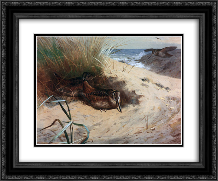 Woodcock Among the Dunes 24x20 Black Ornate Wood Framed Art Print Poster with Double Matting by Thorburn, Archibald