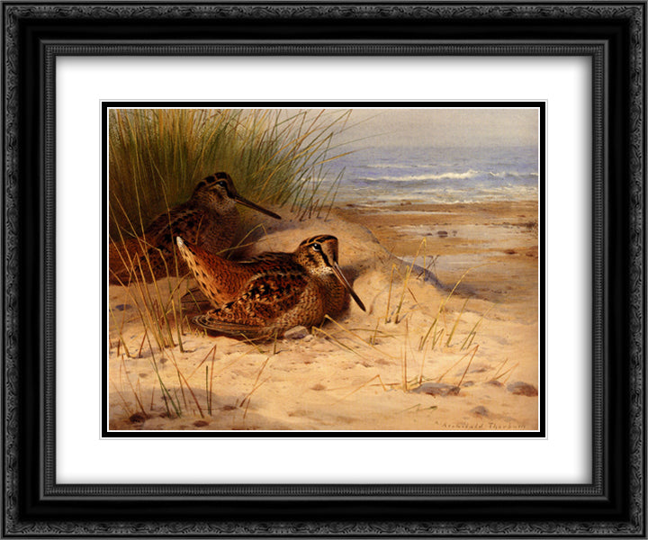 Woodcock Nesting On A Beach 24x20 Black Ornate Wood Framed Art Print Poster with Double Matting by Thorburn, Archibald