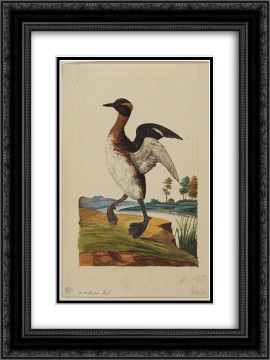 Water-bird poised by a river 18x24 Black Ornate Wood Framed Art Print Poster with Double Matting by Williams, William