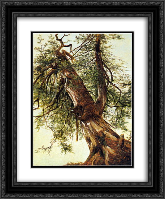 Study of a Cedar 20x24 Black Ornate Wood Framed Art Print Poster with Double Matting by Johnson, David