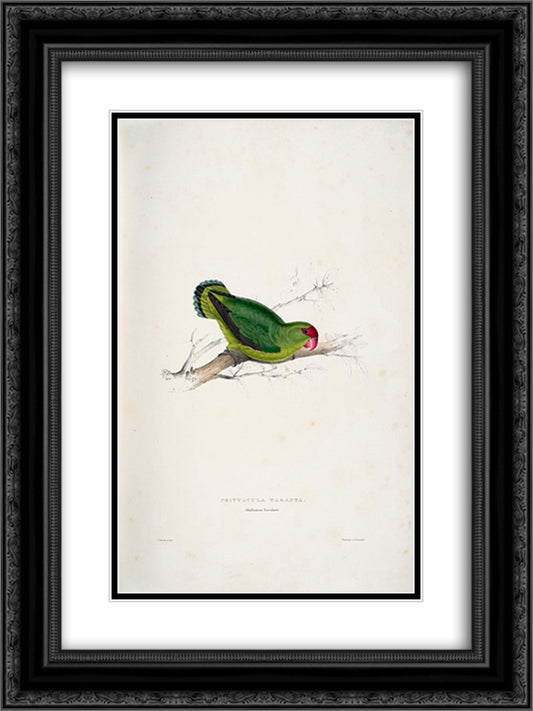 Psittacula taranta. Abyssinian parrakeet (Abyssinian Lovebird) 18x24 Black Ornate Wood Framed Art Print Poster with Double Matting by Lear, Edward