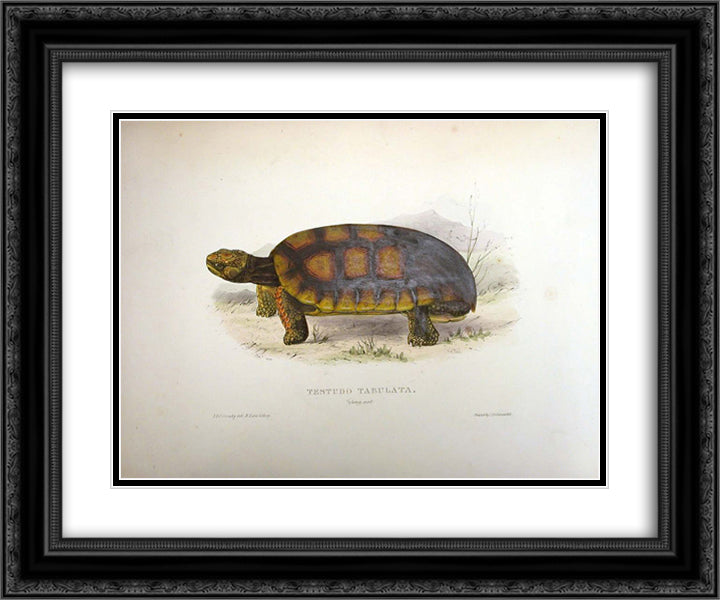 Testudo tabulata (Chelonoidis denticulata) 24x20 Black Ornate Wood Framed Art Print Poster with Double Matting by Lear, Edward