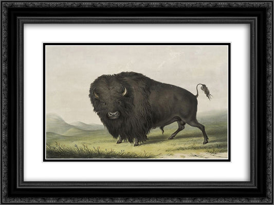 Buffalo Bull Grazing 24x18 Black Ornate Wood Framed Art Print Poster with Double Matting by Catlin, George