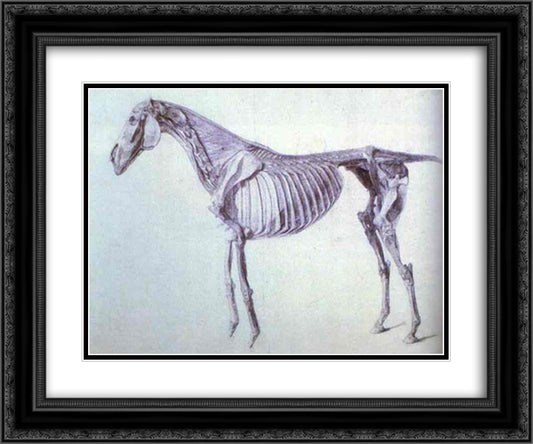 Diagram from The Anatomy of the Horse 24x20 Black Ornate Wood Framed Art Print Poster with Double Matting by Stubbs, George