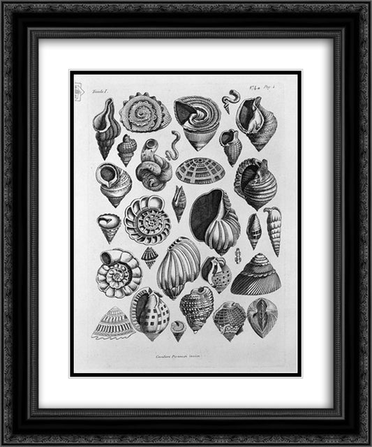 Various shells taken from the real 20x24 Black Ornate Wood Framed Art Print Poster with Double Matting by Piranesi, Giovanni Battista