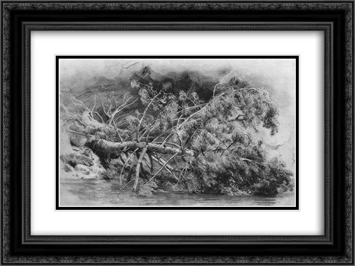 Fallen tree. Siverskaya 24x18 Black Ornate Wood Framed Art Print Poster with Double Matting by Shishkin, Ivan