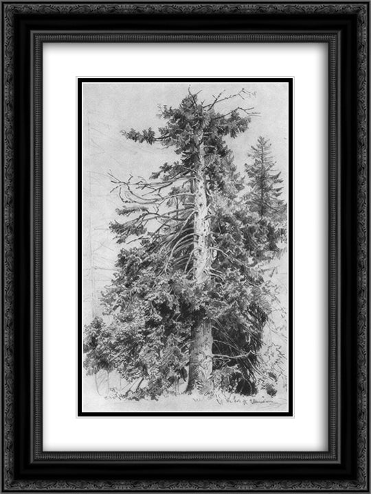 Fir 18x24 Black Ornate Wood Framed Art Print Poster with Double Matting by Shishkin, Ivan