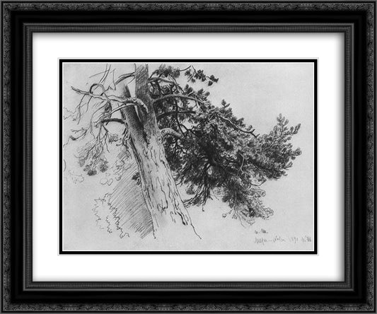 Part of the trunk of a pine. Mary-Howe 24x20 Black Ornate Wood Framed Art Print Poster with Double Matting by Shishkin, Ivan