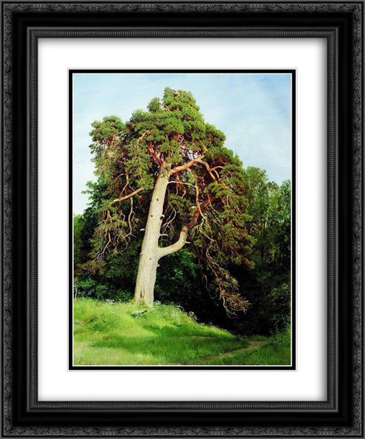 Pine. Merikyul 20x24 Black Ornate Wood Framed Art Print Poster with Double Matting by Shishkin, Ivan