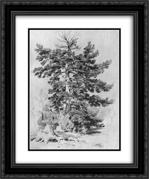 Pine 20x24 Black Ornate Wood Framed Art Print Poster with Double Matting by Shishkin, Ivan