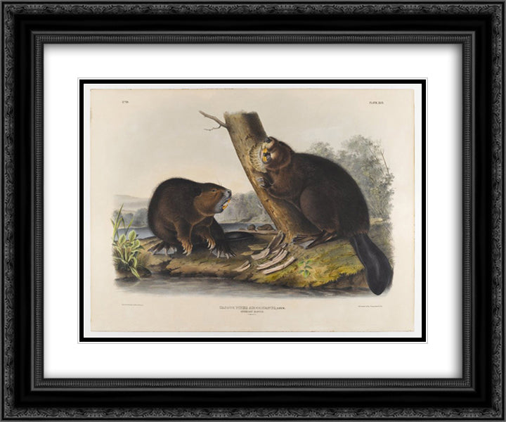 American Beaver 24x20 Black Ornate Wood Framed Art Print Poster with Double Matting by Audubon, John James