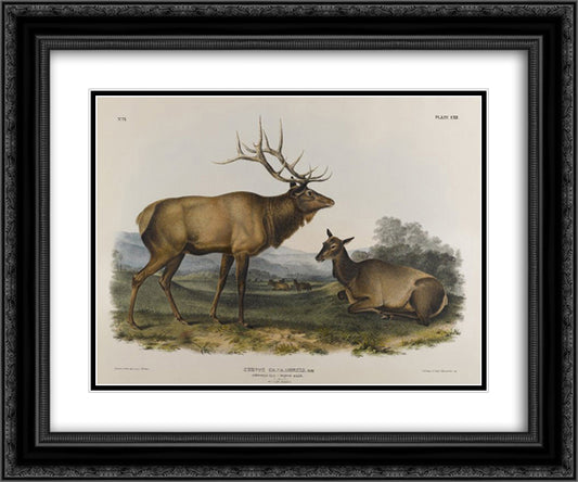 American Elk 24x20 Black Ornate Wood Framed Art Print Poster with Double Matting by Audubon, John James