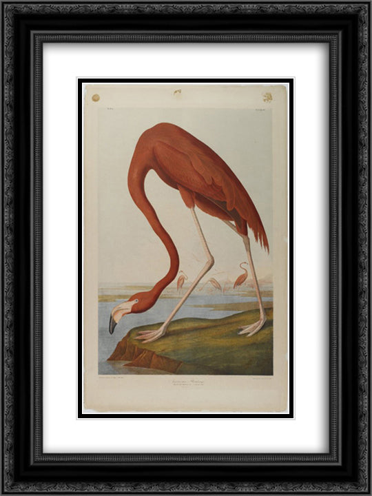 American Flamingo 18x24 Black Ornate Wood Framed Art Print Poster with Double Matting by Audubon, John James